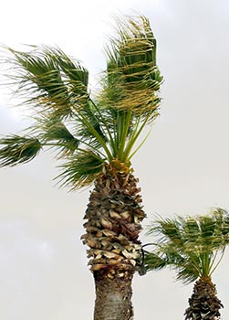 palm tree in a tropical storm