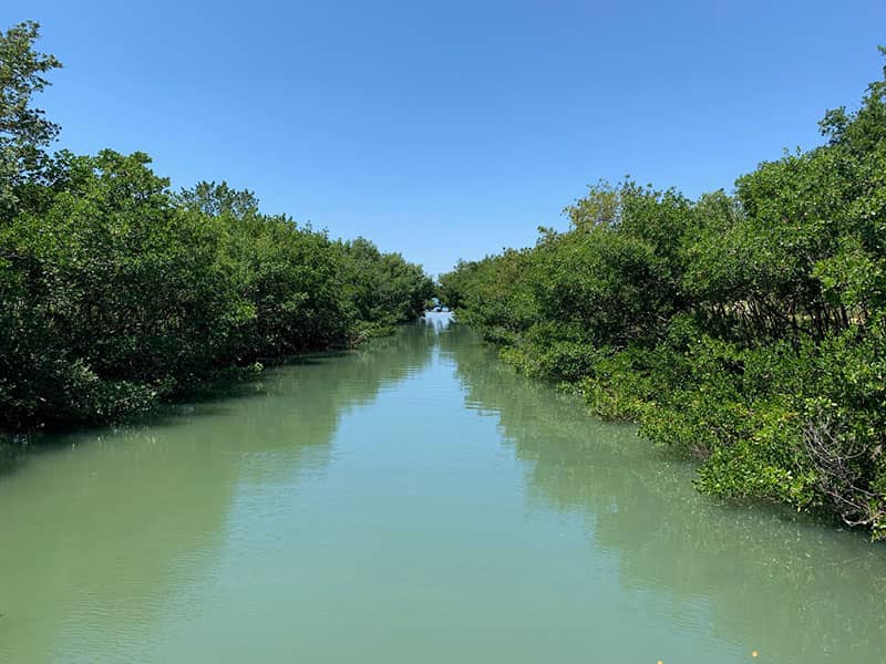 Mangrove Waterway